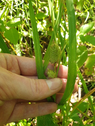 Carex typhina