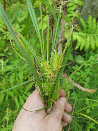 Carex lupulina, photograph 6