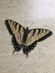 Papilio appalachiensis