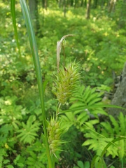 Carex lupulina, photograph author not stated, no rights reserved