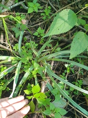 Carex granularis, photograph author not stated, no rights reserved