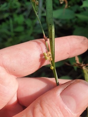 Carex granularis
