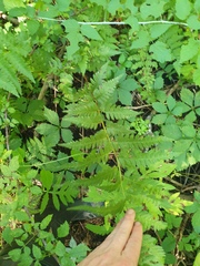 author not stated, no rights reserved Dryopteris clintoniana, photograph author not stated, no rights reserved