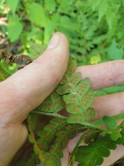 author not stated, no rights reserved Dryopteris clintoniana, photograph author not stated, no rights reserved