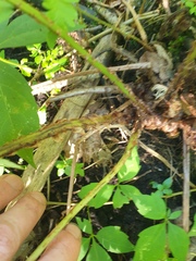 author not stated, no rights reserved Dryopteris clintoniana, photograph author not stated, no rights reserved