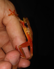 Trachycephalus coriaceus