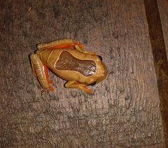 Trachycephalus coriaceus