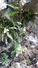 Thlaspi arvense