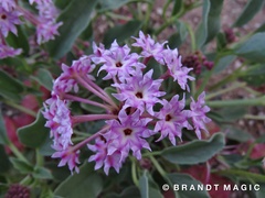 Tripterocalyx carneus