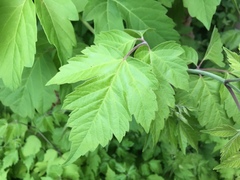 Acer negundo interius