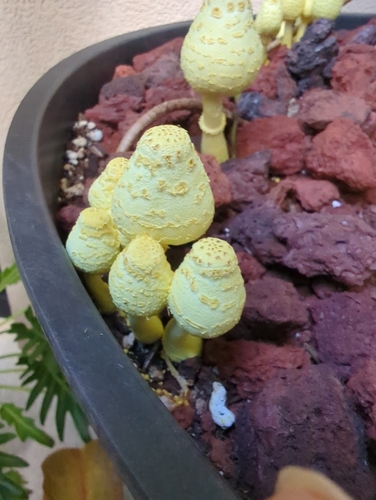 Agaricus observed 2026-08-26
