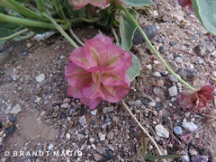 Tripterocalyx carneus