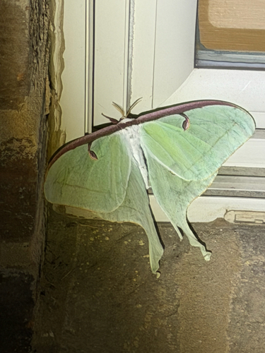 North American Luna Moth