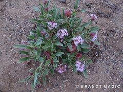 Tripterocalyx carneus