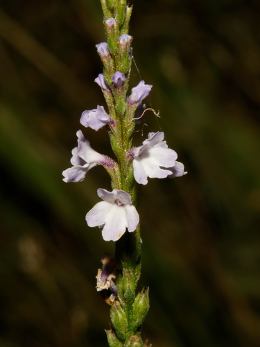 Verbena simplex, photograph 2