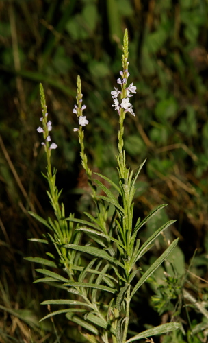 Verbena simplex