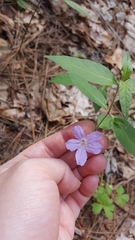 Ruellia pedunculata