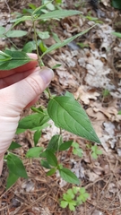 Ruellia pedunculata