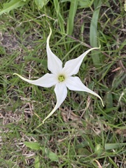 author not stated, no rights reserved Jaborosa integrifolia, photograph author not stated, no rights reserved