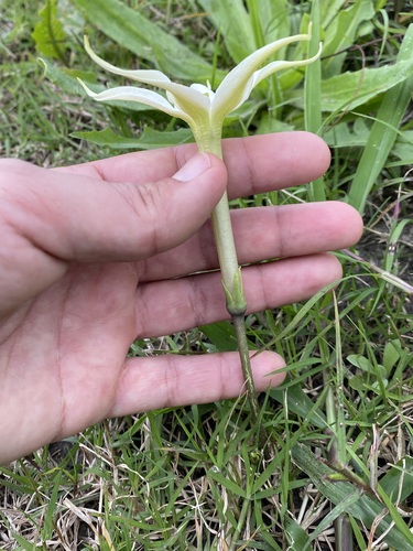 Jaborosa integrifolia, photograph 4