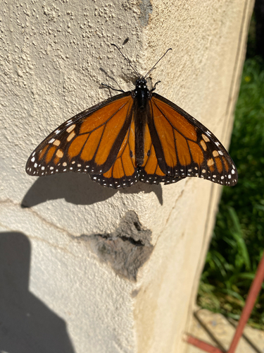Monarch