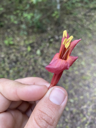 Dolichandra cynanchoides