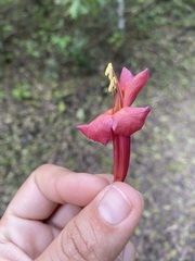 Dolichandra cynanchoides, photograph author not stated, no rights reserved