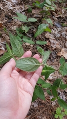Ruellia pedunculata