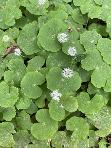 Hydrocotyle leucocephala, photograph 1