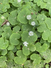 author not stated, no rights reserved Hydrocotyle leucocephala, photograph author not stated, no rights reserved