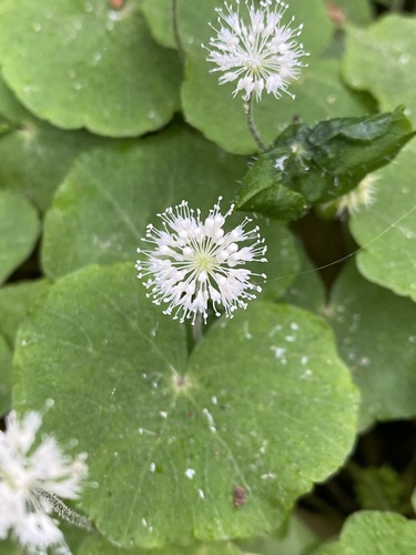 Hydrocotyle leucocephala, photograph 2