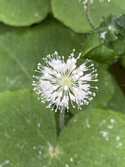author not stated, no rights reserved Hydrocotyle leucocephala, photograph author not stated, no rights reserved