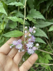 Cyrtocymura scorpioides, photograph author not stated, no rights reserved