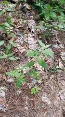 Ruellia pedunculata