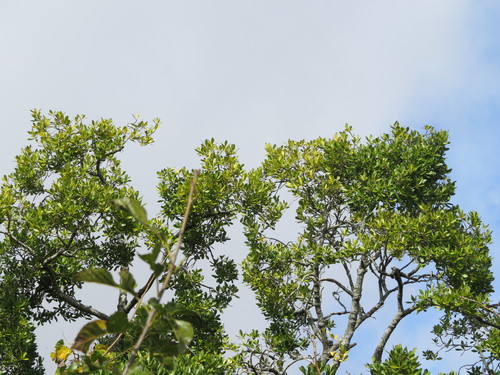 Myrsine laetevirens, photograph 5