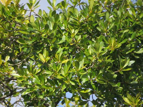 Myrsine laetevirens, photograph 6