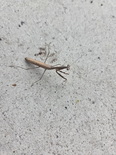 Asian Jumping Mantis