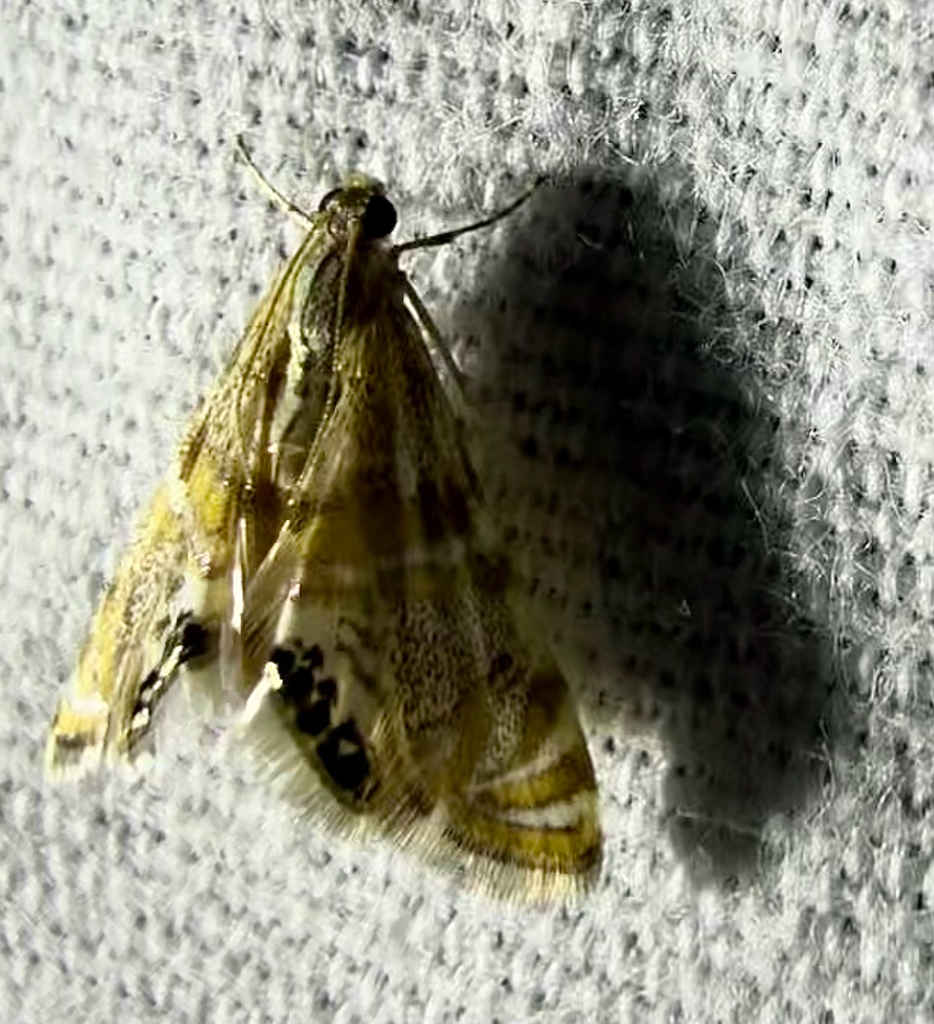 Petrophila cornvillia
