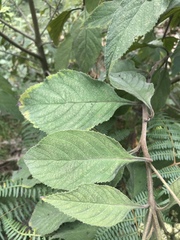 Clibadium trianae
