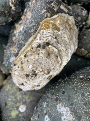 Crassostreinae