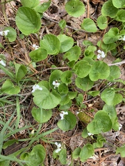 Viola renifolia