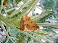 Neoterpes edwardsata