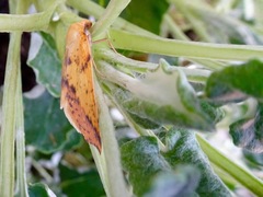 Neoterpes edwardsata