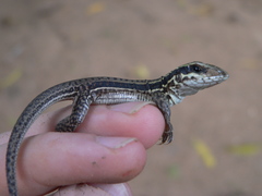Ameiva praesignis