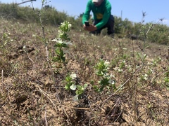 Acanthomintha ilicifolia