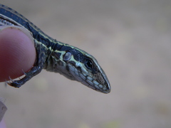 Ameiva praesignis