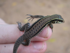 Ameiva praesignis