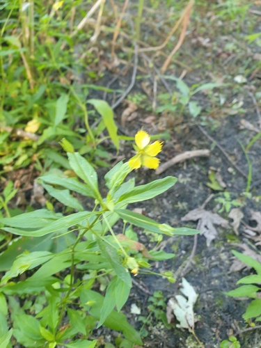 Lysimachia hybrida, photograph 2