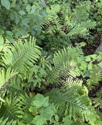 ostrich fern