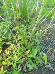 Lysimachia hybrida